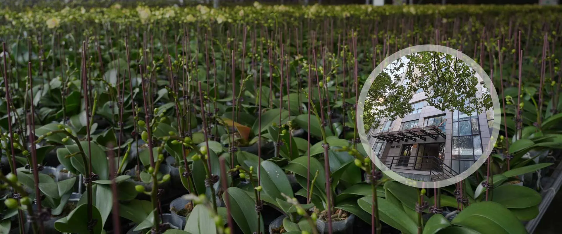 RELIABLE GROW SUPPLIES COMPANY since 2000