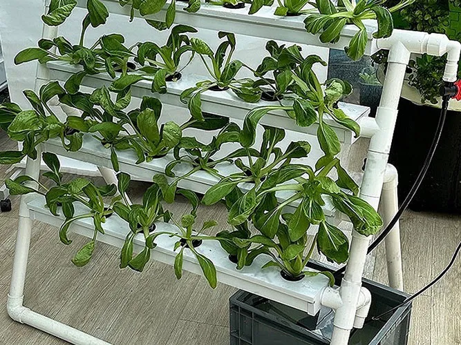 How Do NFT Hydroponic Systems Work?