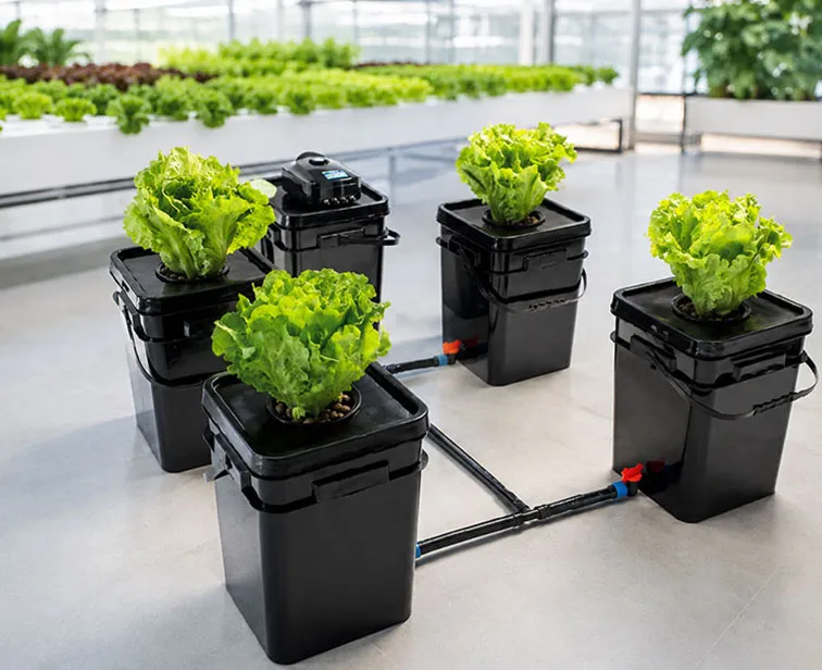 DWC vs RDWC Hydroponic Systems: Which Is Better for Commercial Lettuce?